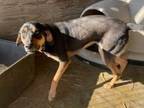 Adopt Virginia a Labrador Retriever / Hound (Unknown Type) / Mixed dog in