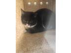 Adopt Working Cat: Harry a Domestic Shorthair / Mixed (short coat) cat in