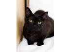 Adopt Pop Tart a All Black Domestic Shorthair (short coat) cat in Waxhaw