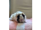 Adopt Apple a Guinea Pig small animal in Scotts Valley, CA (40725583)