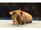 Adopt Chewbacca a Guinea Pig small animal in Scotts Valley, CA (40725582)