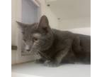 Adopt Carrie a Domestic Shorthair / Mixed (short coat) cat in Pittsfield