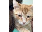 Adopt Fiesty a Domestic Shorthair / Mixed (short coat) cat in Midland