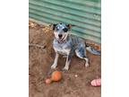 Adopt Linguine a Australian Cattle Dog / Mixed dog in Midland, TX (39400391)