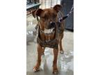 Adopt Rudy Roo a Mixed Breed (Medium) / Mixed dog in Killen, AL (40605115)
