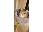 Adopt Floriana a Brown or Chocolate Domestic Shorthair / Domestic Shorthair /