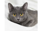 Adopt Monique a Gray or Blue Domestic Shorthair / Domestic Shorthair / Mixed cat