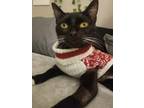 Adopt Sammy a All Black Domestic Shorthair / Domestic Shorthair / Mixed cat in