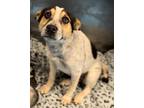 Adopt Butterfly* a White Blue Heeler / Mixed dog in El Paso, TX (40688724)