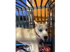 Adopt Macy* a Tan/Yellow/Fawn Shepherd (Unknown Type) / Mixed dog in El Paso