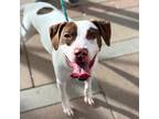 Adopt wendys* a White American Pit Bull Terrier / Mixed dog in El Paso