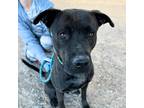Adopt Trev a Black American Pit Bull Terrier / Mixed dog in El Paso