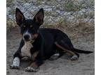 Adopt miko a Black Australian Cattle Dog / Mixed dog in El Paso, TX (40688500)