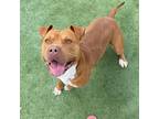 Adopt Bowie* a Brown/Chocolate Pit Bull Terrier / Mixed dog in El Paso