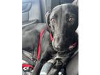 Adopt Clyde-2 a Black - with White Labrador Retriever / Hound (Unknown Type) dog