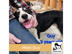 Adopt Guy a Tricolor (Tan/Brown & Black & White) Border Collie / Mixed dog in