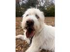Adopt Blue a White Husky / Poodle (Standard) / Mixed dog in Nashville