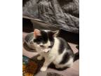 Adopt Cindy a White Domestic Shorthair / Domestic Shorthair / Mixed cat in