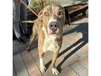 Adopt T-Bone* a Brown/Chocolate American Pit Bull Terrier / Great Dane / Mixed