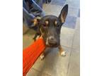 Adopt Agua* a Black Border Terrier / Mixed dog in El Paso, TX (40688304)
