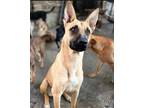 Adopt Kelly a Black Mouth Cur / German Shepherd Dog / Mixed dog in Huntsville