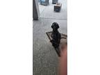 Adopt Benji a Black Labradoodle / Mixed dog in San Tan Valley, AZ (40622072)