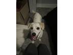 Adopt Ruby a White - with Tan, Yellow or Fawn Terrier (Unknown Type