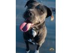 Adopt Cole a Gray/Silver/Salt & Pepper - with White American Staffordshire