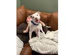 Adopt Wallis a White American Pit Bull Terrier / Mixed dog in La Grange