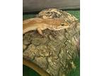 Adopt Lady Liberty a Gecko reptile, amphibian, and/or fish in Indianapolis