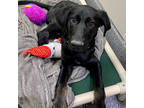 Adopt Rosy a Black Mixed Breed (Medium) / Mixed dog in Atlanta, GA (40686542)
