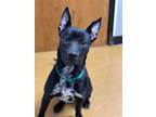 Adopt Hagrid a Black Husky / American Pit Bull Terrier / Mixed dog in Maryville