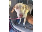 Adopt Musa a Tan/Yellow/Fawn Border Terrier / Mixed dog in El Paso