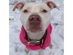 Adopt Delilah a White American Pit Bull Terrier / Mixed dog in Middlebury