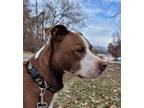 Adopt Zeke a Brown/Chocolate American Pit Bull Terrier / Mixed dog in Robinson