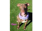 Adopt Piper a Brown/Chocolate Mixed Breed (Large) / Mixed dog in Kiln
