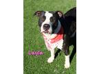 Adopt Layla a Brindle American Pit Bull Terrier / Mixed dog in Kiln