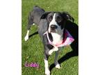 Adopt Liddy a Black Mixed Breed (Large) / Mixed dog in Kiln, MS (40722069)