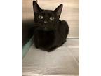 Adopt Lillith a All Black Domestic Shorthair / Domestic Shorthair / Mixed cat in
