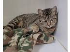 Adopt Sahara a All Black Domestic Shorthair / Domestic Shorthair / Mixed cat in