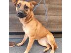 Adopt Michelle a Tan/Yellow/Fawn - with Black Shepherd (Unknown Type) / Mixed