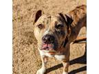 Adopt Squamous a Mixed Breed (Medium) / Mixed dog in Douglasville, GA (40659204)