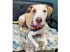 Adopt Buddy a White Mixed Breed (Medium) / Mixed dog in Sullivan, IN (37770531)