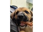 Adopt DJ a Brown/Chocolate - with Black Shepherd (Unknown Type) / Mixed dog in