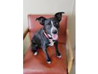 Adopt Tristen a Black Australian Cattle Dog / Mixed Breed (Medium) / Mixed