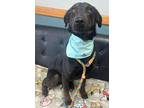 Adopt Tiger Lily a Black Mixed Breed (Large) / Mixed dog in Sullivan