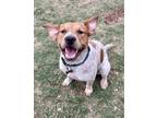 Adopt Buster SC a Black Blue Heeler dog in San Angelo, TX (40714269)