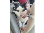 Adopt Apple a White Domestic Shorthair / Domestic Shorthair / Mixed cat in Fort