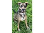 Adopt Cato a Brown/Chocolate Catahoula Leopard Dog / Mixed Breed (Medium) /