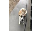 Adopt Sadie a White - with Brown or Chocolate St. Bernard / Great Pyrenees /